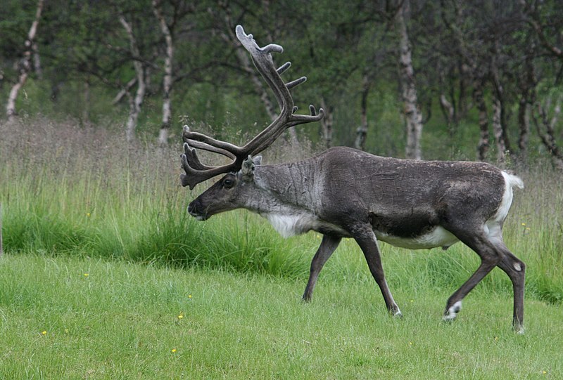 Reindeer - Wikipedia