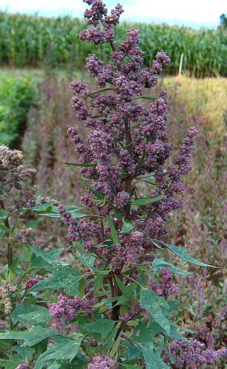 <span class="mw-page-title-main">Quinoa</span> Edible plant in the family Amaranthaceae