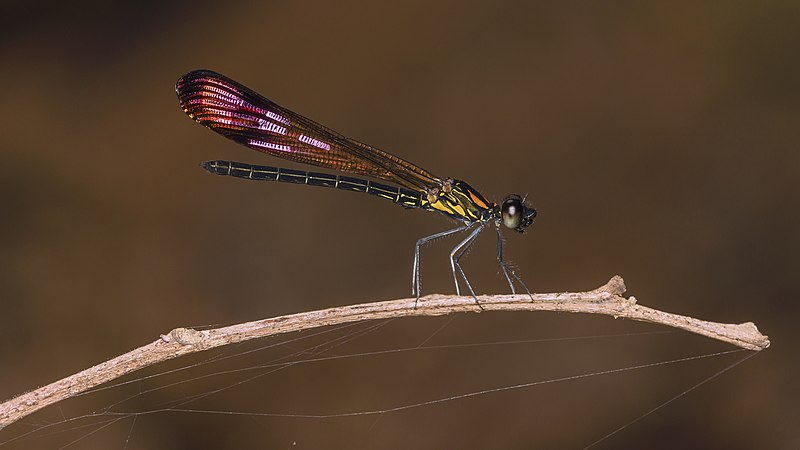 File:Rhinocypha bisignata male-Kadavoor-2015-08-20-001.jpg