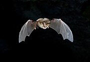 Il pipistrello a ferro di cavallo di Mehely