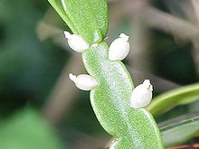 Rhipsalis rosea1.jpg