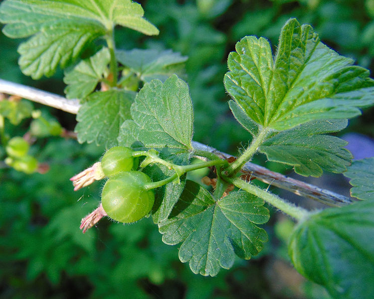 File:Ribes hirtellum, young fruit.jpg