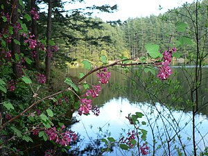 Little Cranberry Lake (Washington)