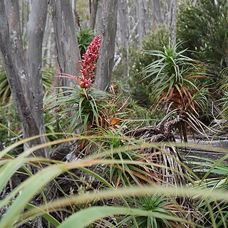 <i>Richea <span style="font-style:normal;">×</span> curtisiae</i> Species of flowering plants