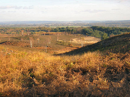 To the east, associated Ricochet Hill in The Ash Military Ranges consists of sand and peat soils mostly covered with heather, fern and gorse, occasionally opened by public announcements from the Ministry of Defence.  The rolling plateau of 80-118m above sea level has spots with views west and east – here Guildford is visible, six miles away.