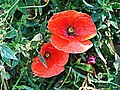 Poppies