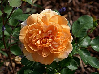 <i>Rosa</i> Dame Judi Dench Apricot-orange shrub rose cultivar