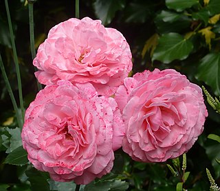 <i>Rosa</i> Sexy Rexy Rose cultivar