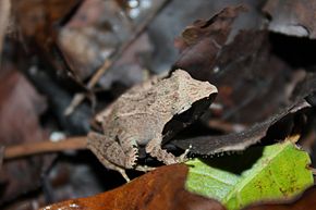 Descrizione dell'immagine della rana della foresta dal dorso ruvido (Platymantis corrugatus) 9.jpg.