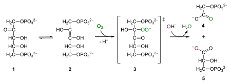 Tập_tin:RuBisCO_reaction_O2.svg