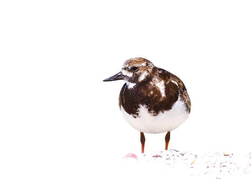 File:Ruddy Turnstone (5820742439).jpg