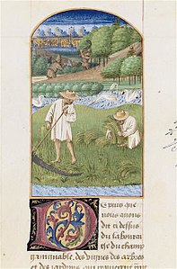 Rusticano di Pietro de' Crescenzi, carta 203v