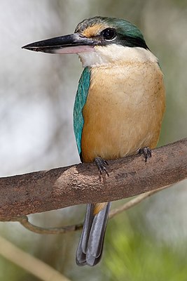 Bálvány (Todiramphus sanctus)