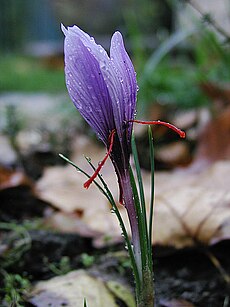 Saffran crocus sativus moist.jpg