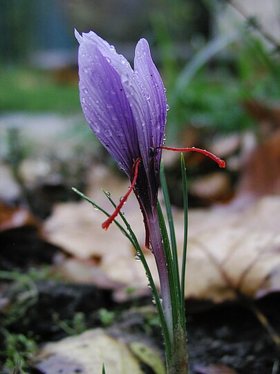 The dye and spice saffron comes from the dried red stigma of this plant, the crocus sativus.