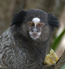 Mico estrella, mamífero símbolo de Belo Horizonte.