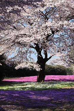 Sakura and Moss Pink - 桜(さくら)と芝桜(しばざくら).jpg