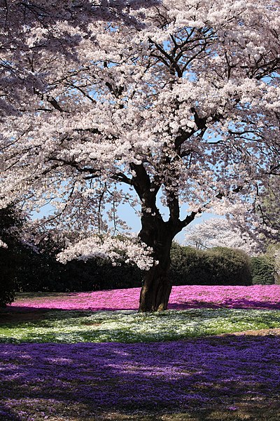 File:Sakura and Moss Pink - 桜(さくら)と芝桜(しばざくら).jpg
