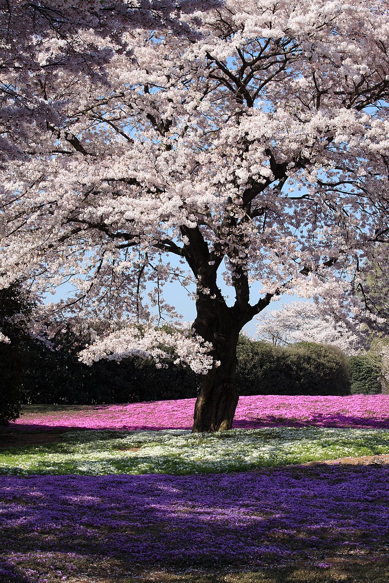 Magic Sakura Tree, Magic Sakura Cherry Blossom, Magic Growing Paper Sakura  Tree