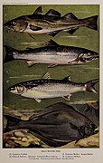 Salt-water fish, illustration from The Encyclopedia of Food by Artemas Ward.jpg