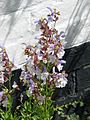 Salvia chameleagnea (7850679320).jpg