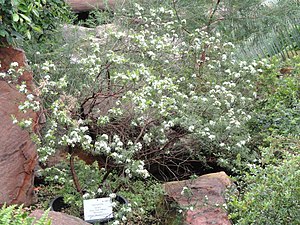 Sannantha leratii - Palmengarten Frankfurt - DSC01714.JPG