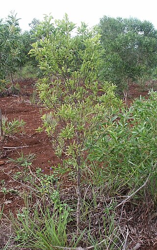 <i>Santalum austrocaledonicum</i> Species of tree