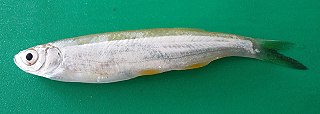 Finescale razorbelly minnow Species of fish