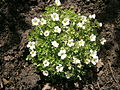 Saxifraga ×arendsii 'Schneeteppich'