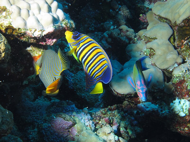 File:Scavengers feeding off remains of Titan Triggerfish feeding at Gota Sorayer, Red Sea, Egypt -SCUBA (6369651593).jpg