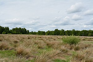 Schleswig-Holstein, Moordiek, Auufer, FFH-Gebiet Moore der Breitenburger Niederung NIK 4393.JPG