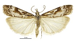 Scoparia cyameuta