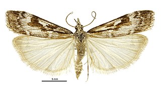 <i>Scoparia cyameuta</i> Species of moth
