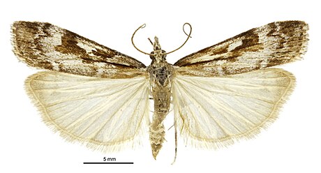 Scoparia cyameuta