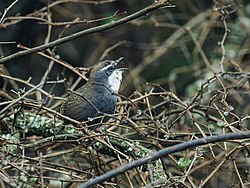 Scytalopus superciliaris - White-browed Tapaculo (cropped).jpg