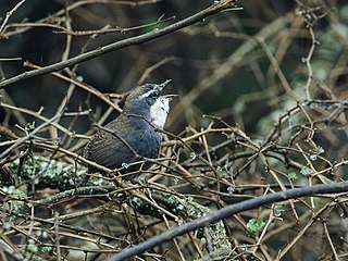 <span class="mw-page-title-main">White-browed tapaculo</span> Species of bird