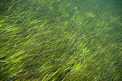 Description de l'image Seagrass Halodule uninervis (5777808662).jpg.