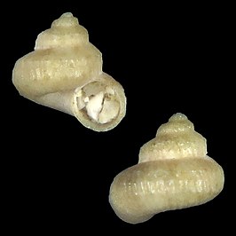 Solariella pygmaea