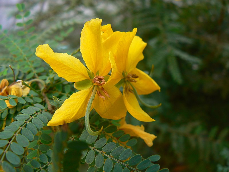 File:Senna polyphylla (486405739).jpg