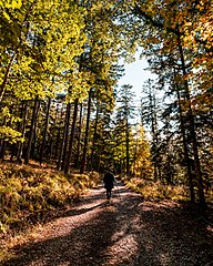 Riserva naturale Vallombrosa