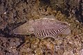 * Nomination Common cuttlefish (Sepia officinalis), Teno-Rasca marine strip, Tenerife, Spain --Poco a poco 23:02, 29 July 2022 (UTC) * Promotion  Support Good quality. --XRay 02:45, 30 July 2022 (UTC)