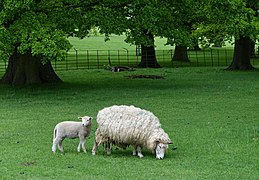 Sheep - Althorp House - Northamptonshire, England - DSC09281 (CC0)