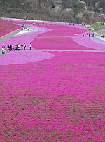 市貝町芝ざくら公園のサムネイル