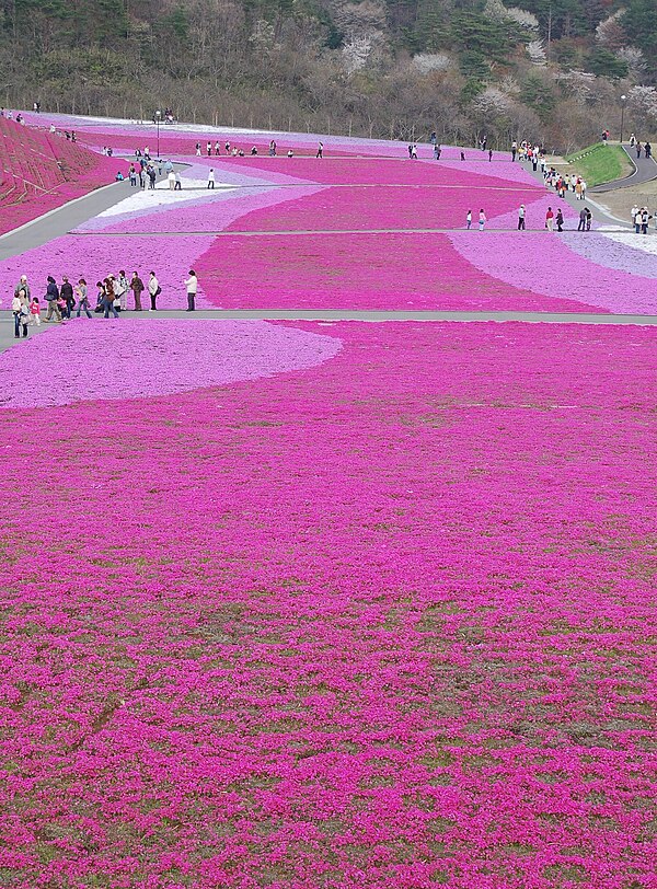 Shibazakura Park in Ichikai