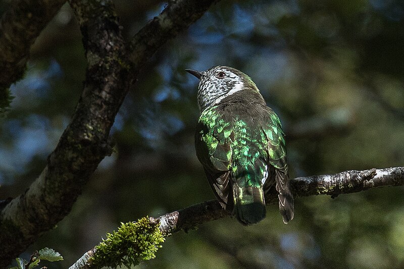 File:Shining Bronze Cuckoo, North Island, New Zealand (39265666741).jpg