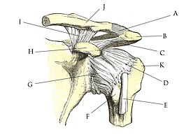 alt=Het AC-gewricht is aangegeven met letter A. (B = acromion; J = sleutelbeen)