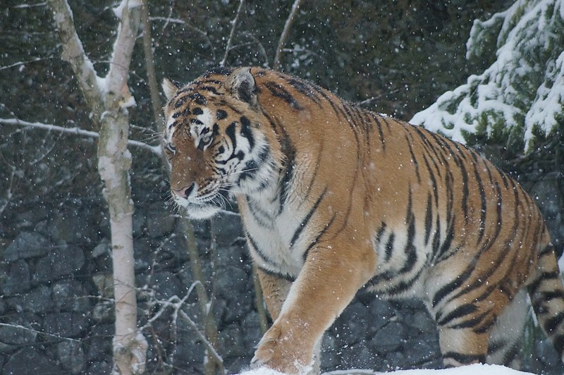 File:Siberian Tiger enjoying snow 42.jpg