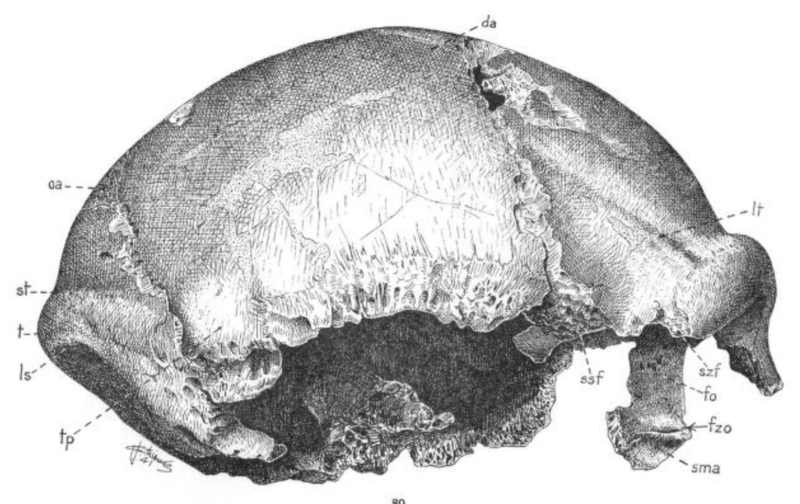 File:Sinanthropus Skull XII lateralis dextra.png