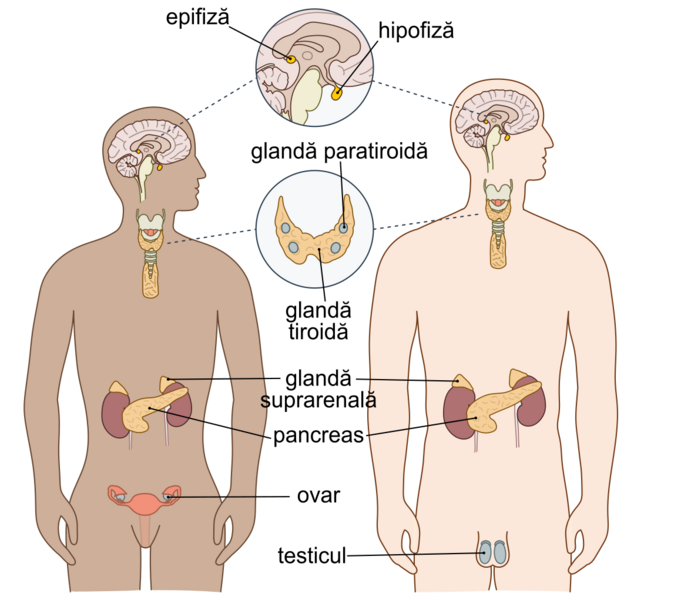 File:Sistemul endocrin uman.png