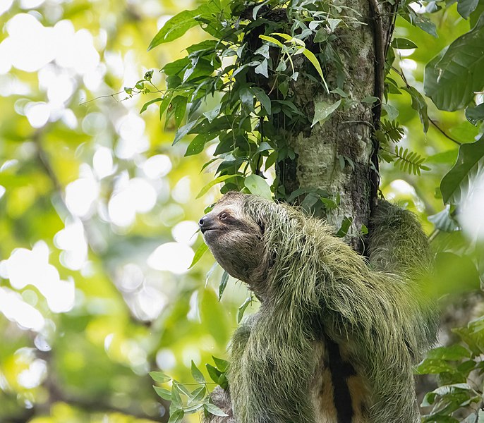 File:Sloth on tree.jpg